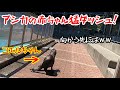 コエルと盛田のおんちゃんの関係性【カリフォルニアアシカ】