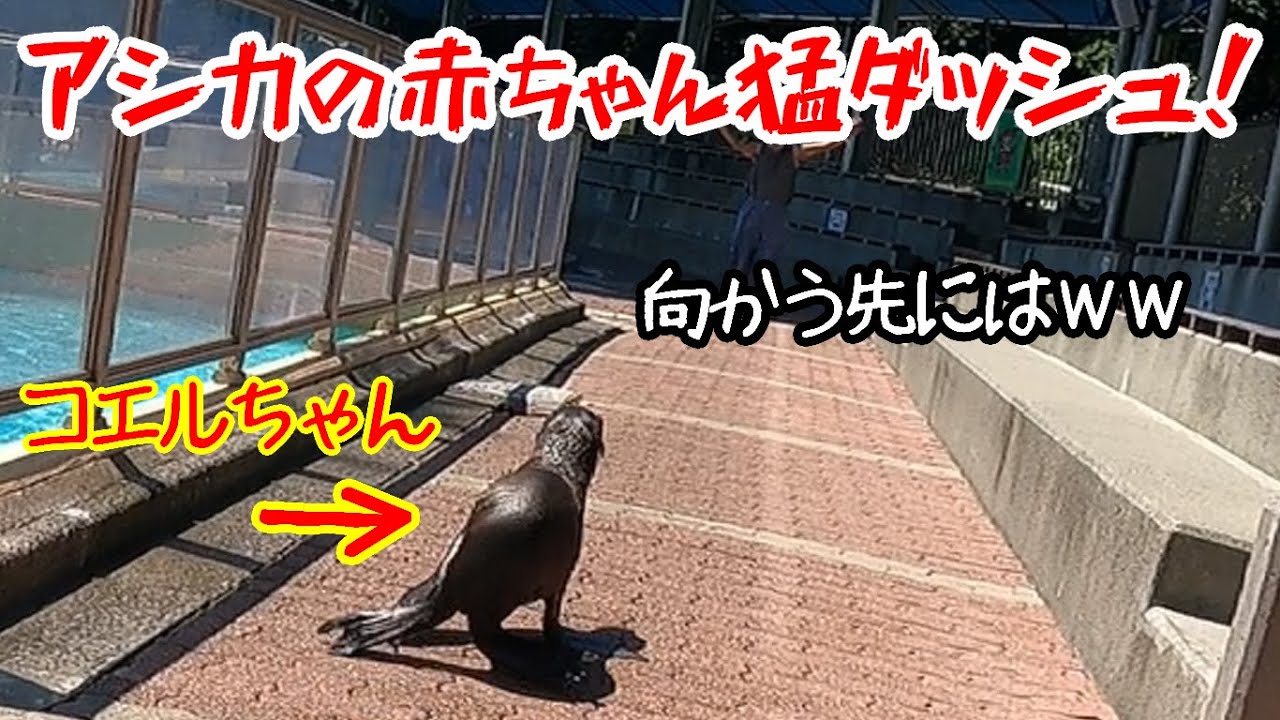コエルと盛田のおんちゃんの関係性【カリフォルニアアシカ】