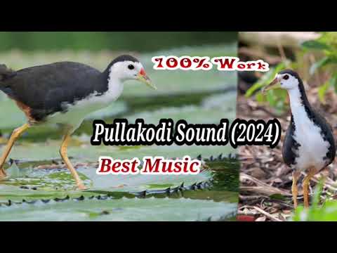 New Pullakodi Sound (2024) Best Sound #pullakodi #kamujusound