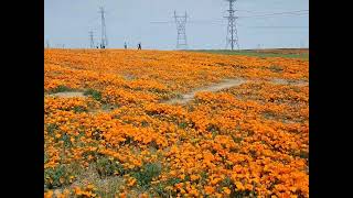 Hàng dặm hoa anh túc ở Thung lũng Antelope Valley by SaabTube 155 views 1 year ago 1 minute, 45 seconds