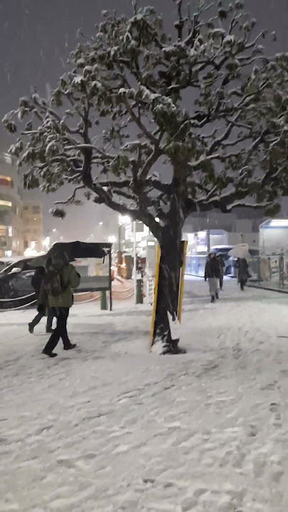 2024 Tokyo Snowfalls (February) #snow #tokyo #japan #snowfall #nature