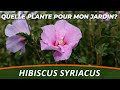 Lhibiscus syriacus  quelle plante pour mon jardin 