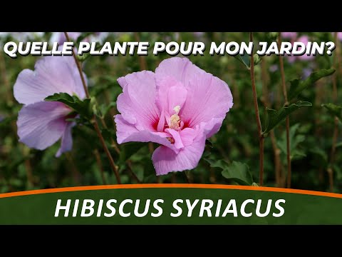Vidéo: Types d'hibiscus rustiques : choisir des variétés d'hibiscus pour la zone 6