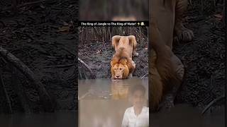 Sher vs Crocodile: Maut ka Khel!😱🔥. #wildlife #lionvscrocodile #nature #amazinganimals #lionking