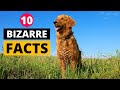 10 fun golden retriever facts you didnt know