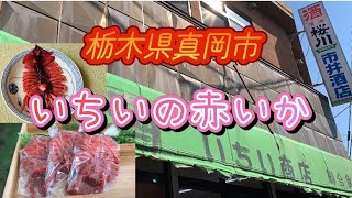 巨大な赤いか🦑栃木県真岡市【市井酒店】