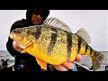 Jumbo Perch Delight: Catching our Biggest Haul Yet