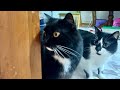 Cats Meet a Dog for the First Time! 初めて犬が家に来た日の猫たち🐶🐈⬛
