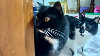 Cats Meet a Dog for the First Time! 初めて犬が家に来た日の猫たち