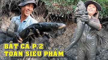 Tát Đìa Bắt Cá Miền Tây Vuông 70 Công Cá Lóc Khủng, Cá Rô Đầy Hang Xem  Mê Mắt /Fishing/NGÃ NĂM TV