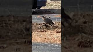 Falcon Eating A Starling Alive!