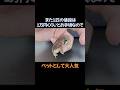 可愛すぎて病気も治してしまうアメフクラガエル