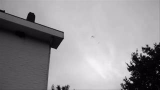 Tree Swallows! singing