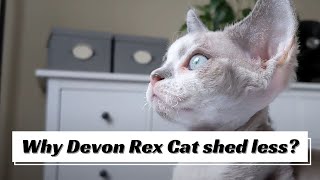 Why does Devon Rex Cat shed less?
