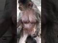 Wow Monkey Breastfeeding Monkey Breastfeeding Animals Viralvideo Trending Shorts 
