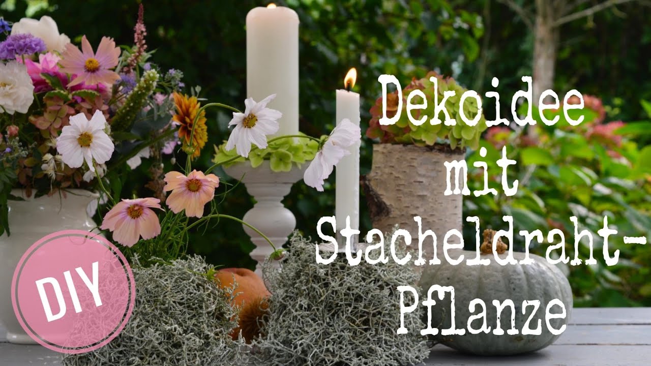 DIY: DEKOIDEEN mit STACHELDRAHT-PFLANZE (Calocephalus brownii)