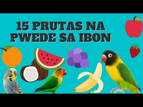 Video: Anong mga ibon ang kumakain ng nandina berries?