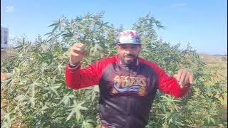 واش بقاف فلغوات سلختو دراع الخوت بشهدات ناس 