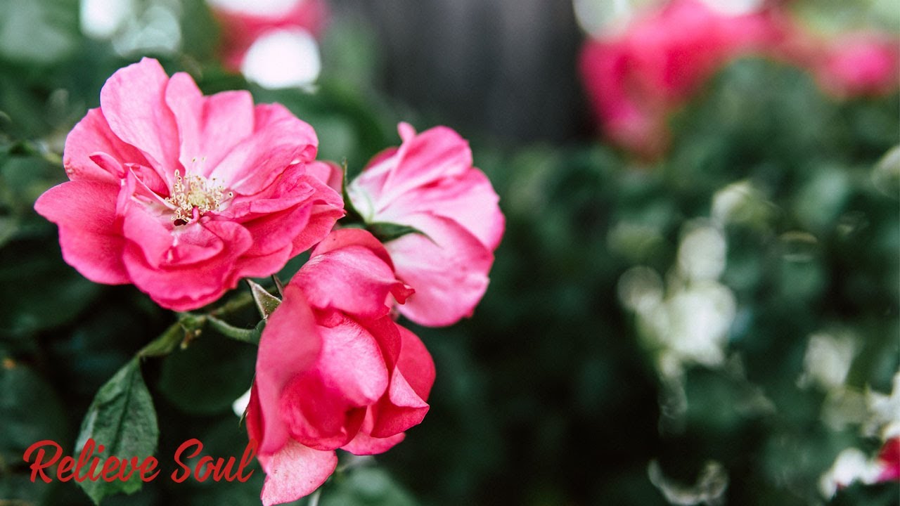 Музыка без слов может помочь вам расслабить ум в течение 5 минут после ...