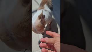 gattobaffone #cinema in movimento crea l'e ffetto che nasce dalla strada e si muove come la vita