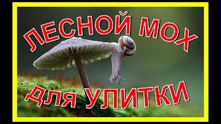 ЛЕСНОЙ МОХ для лесной улитки Хранение мха дома