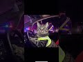 Cat Car Driver Video 1