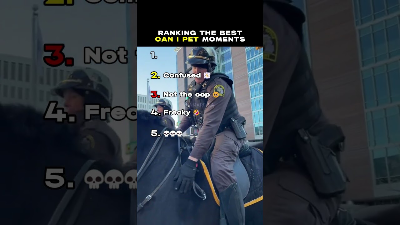 Рейтинг лучших моментов «Можно ли погладить?» 