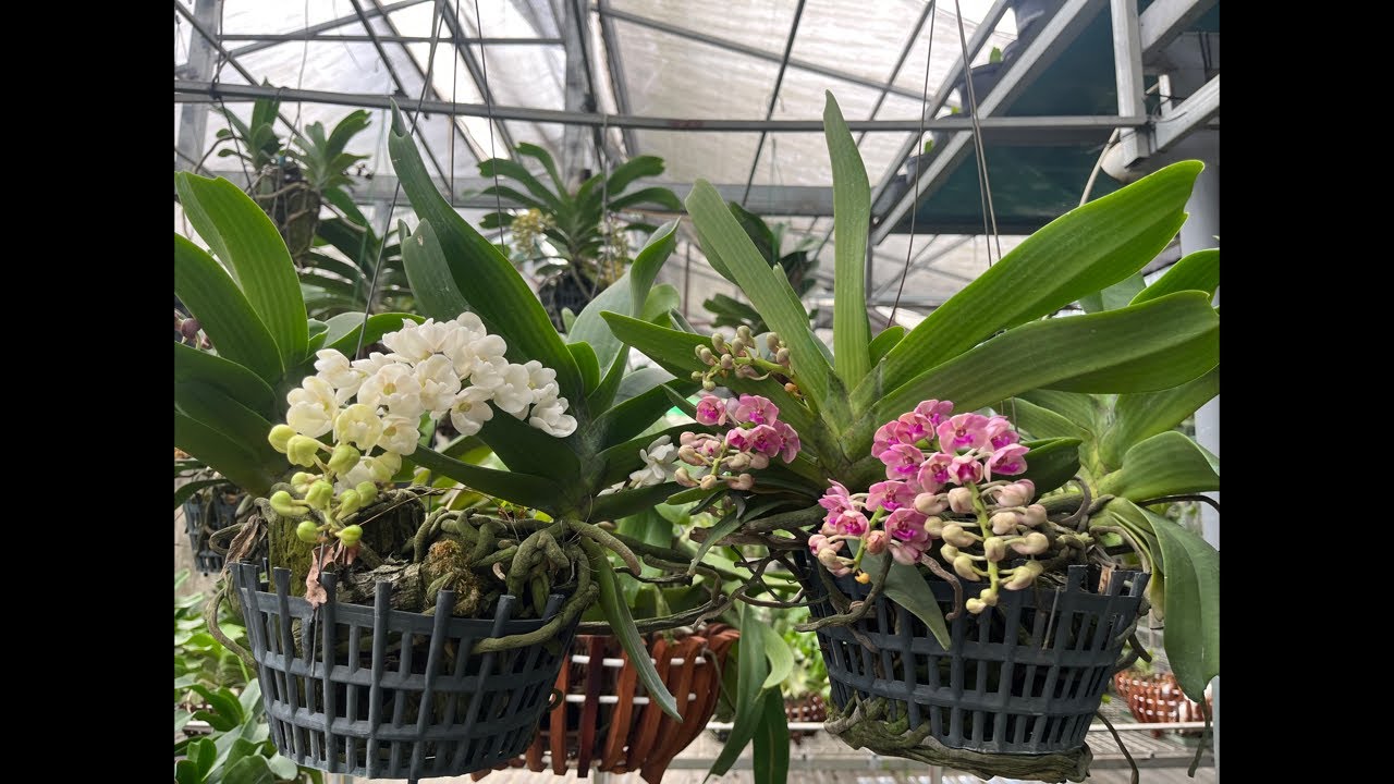 Hoa Lan 24h | đai châu đẹp giá rẻ//0705292666