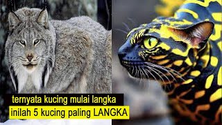 5 kucing LANGKA dan ke unikan pada mereka/fakta kucing/tentang kucing