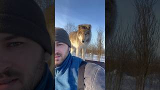 ОГРОМНАЯ ЯКУТСКАЯ ВОЛЧИЦА 😱 #wolf #greywolf #полярныйволк