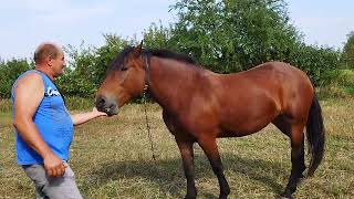 картинка: ЛОШАДИ🐎НЕОБУЧЕННАЯ КОБЫЛА ВИШНЯ 6 ЛЕТ