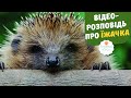 Розповідь про їжачка 🦔 цікаві факти 🦔 відео як їжачок п'є молоко 🦔