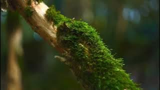 @musik_pasrah lagu santay teman dinkala butuh ketenangan 