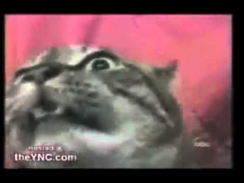 ვიდეო: რომელი ზოდიაქოს ნიშანია რომელი კატა შესაფერისი