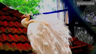 The Spectacle of Birds | Byte Paradise screenshot 3