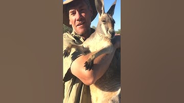 Cuddles with Indi ❤️ For licensing or usage please contact licensing@viralhog com