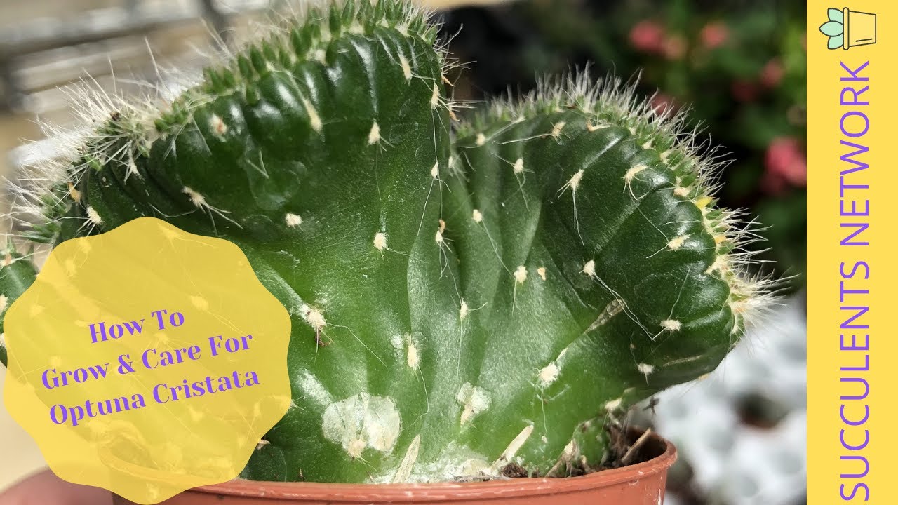 How To Grow & Care For Optuna Cristata