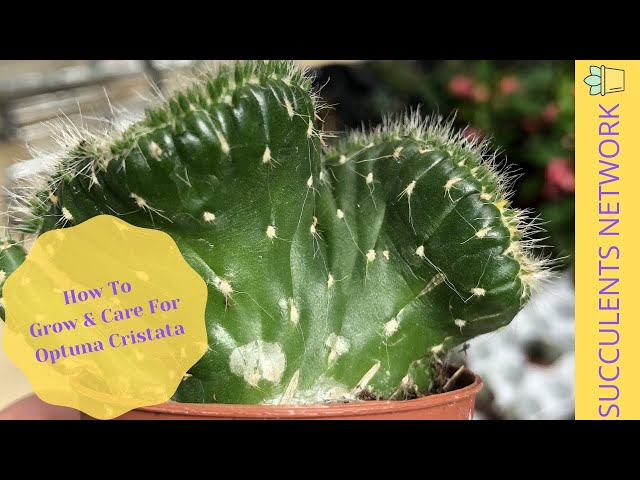 glückskastanie kaufen groß Pachira aquatica | 170cm | Online kaufen main image 0