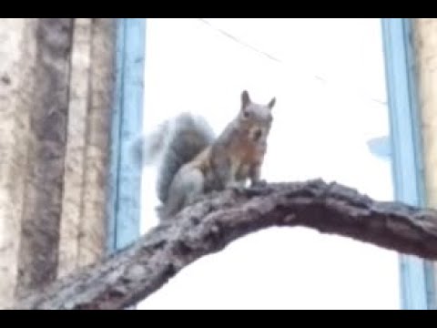 Squirrels barking and chirping