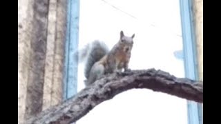 Squirrels barking and chirping