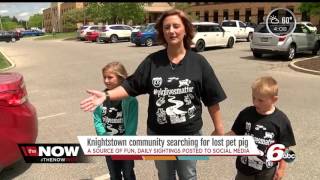 Knightstown community searching for lost pet pig