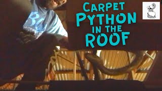Coastal Carpet Python in Roof - Craignish