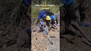 #funnyshorts #aussie #prank #viralshorts #viralvideo #darkhumor #warning #caution #offgridlife #opps