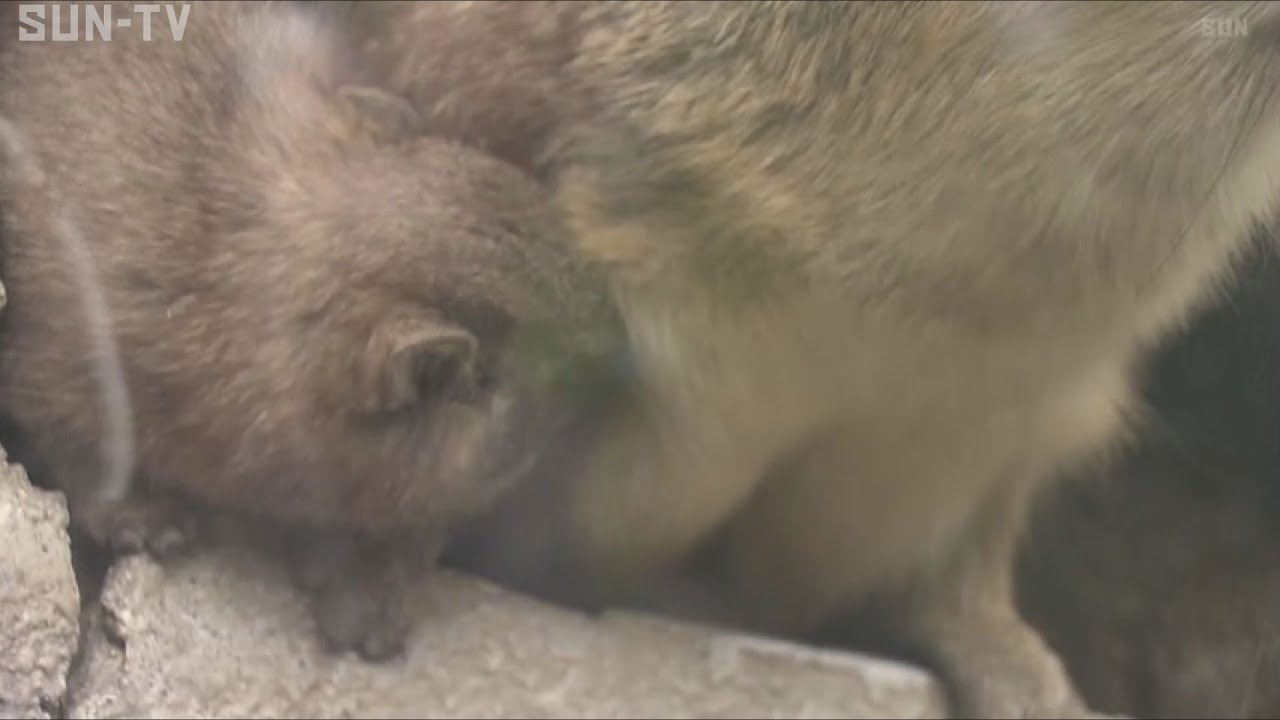 母親に甘える姿に思わず笑顔 どうぶつ王国に「ケープハイラックス」の