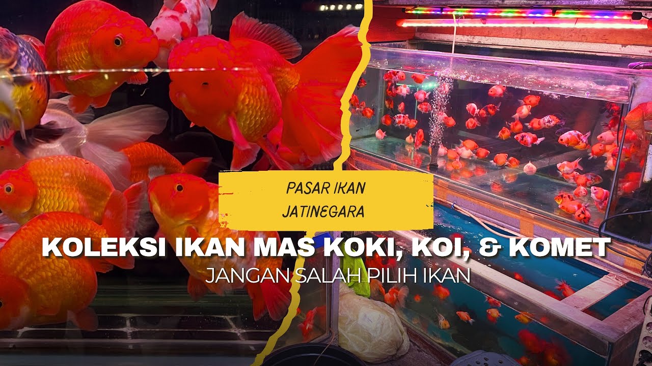 Ikan Mas Koki & Koi Terlengkap di Jatinegara! Edukasi, Perawatan & Pilihan Warnanya
