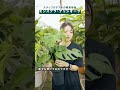 スタッフのおすすめ_vol3 #観葉植物のある暮らし #インテリアグリーン