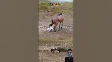 OH MY GOD! KUDA BERSETERU DENGAN ANJING DAN DOMBA #animals #shorts