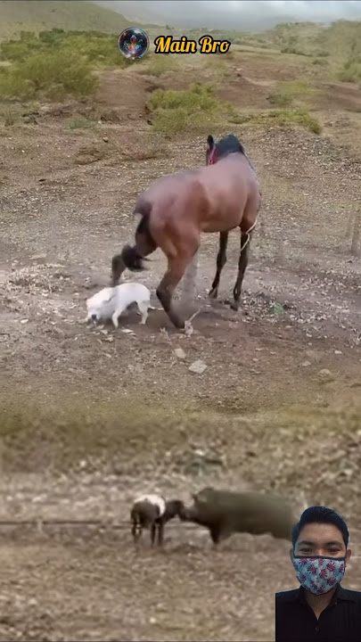 OH MY GOD! KUDA BERSETERU DENGAN ANJING DAN DOMBA #animals #shorts