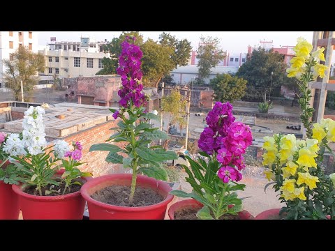 How to Grow and Care Stock Plant || Care of Stock Plant || Fun Gardening