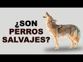 🦊 ¿Dónde VIVEN los COYOTES y Cómo se ALIMENTAN Estos CANINOS? - Animales Salvajes